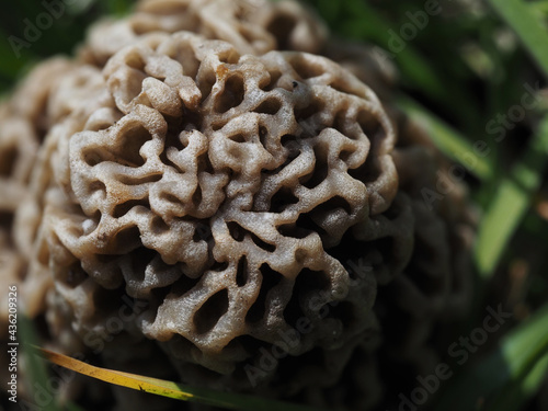 Closeup gyromitra mushroom in the grass, view from the top