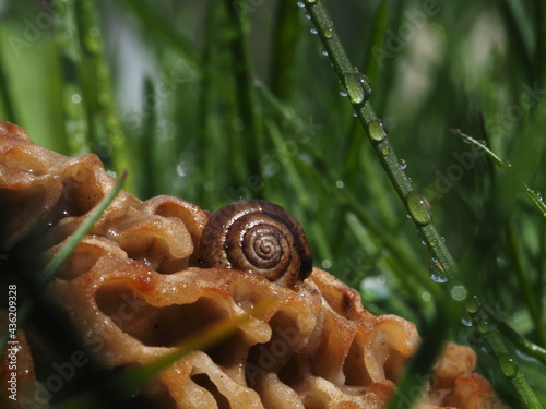 Closeup gyromitra mushroom in the grass with snail photo