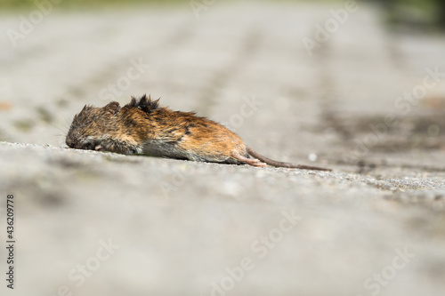 The dead mouse body lying on a walkway, deratization in city or in house, mice, pest control concept. photo