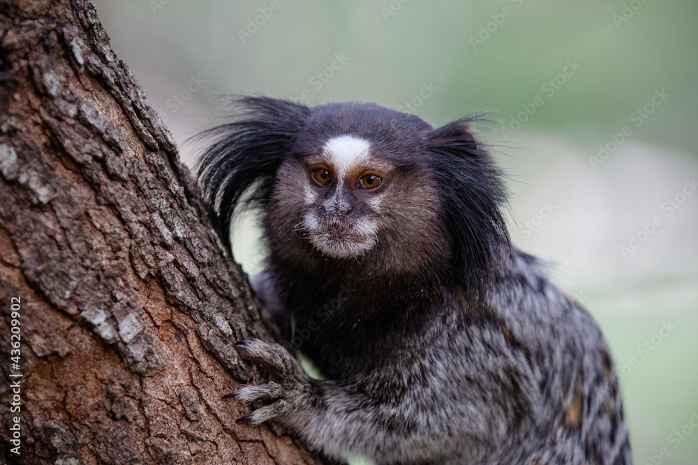 O sagui-de-tufos-pretos, mico-estrela ou simplesmente sagui é uma espécie de macaco do Novo Mundo e gênero Callithrix, da família Callitrichidae. É endêmico do Brasil.
O sagui-de-tufos-pretos, mico-estrela ou simplesmente sagui é uma espécie de macaco do Novo Mundo e gênero Callithrix, da família Callitrichidae. É endêmico do Brasil.