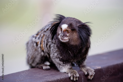 O sagui-de-tufos-pretos, mico-estrela ou simplesmente sagui é uma espécie de macaco do Novo Mundo e gênero Callithrix, da família Callitrichidae. É endêmico do Brasil. 
 photo