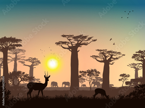 African landscape. Grass  trees  birds  animals silhouettes. Abstract nature background. Template for your design works.