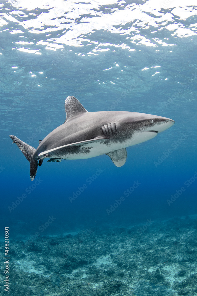 custom made wallpaper toronto digitalOceanic whitetip shark swimming underwater