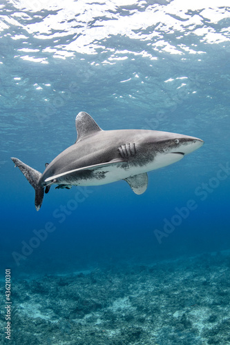 Wallpaper Mural Oceanic whitetip shark swimming underwater Torontodigital.ca