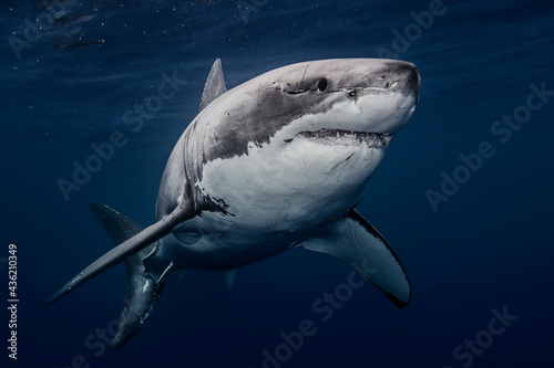 Great white shark underwater photo