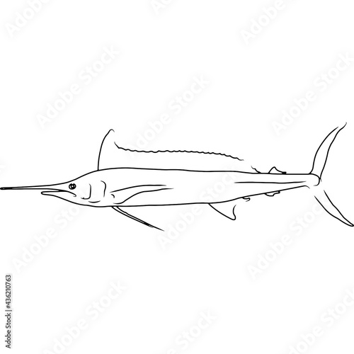 Longbill Spearfish Hand sketched, hand drawn vector clipart