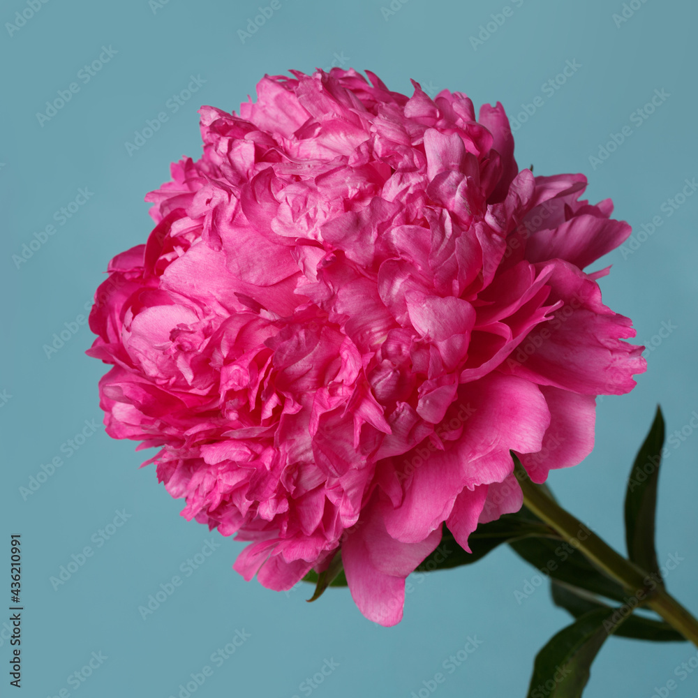 Bright pink peony flower isolated on a blue background.