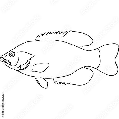 Rock Bass Hand sketched, hand drawn vector clipart