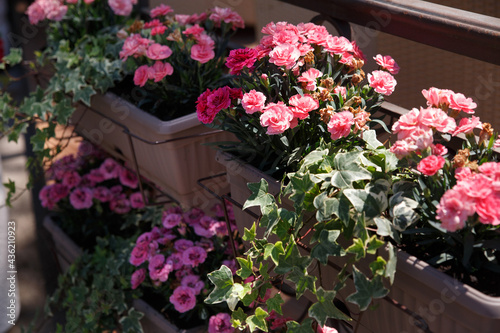 Carnation flowers in pots, outdoor decor.