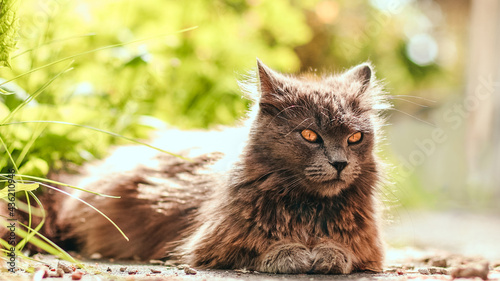 Portrait of a fluffy gray cat with yellow eyes in nature and looks around in the spring garden