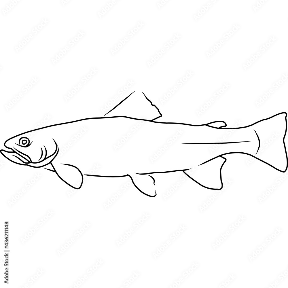 Fototapeta premium Trout Hand sketched, hand drawn vector clipart