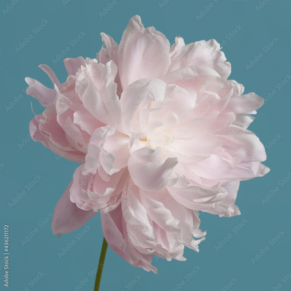 Fototapeta Gently pink peony flower isolated on a blue background.