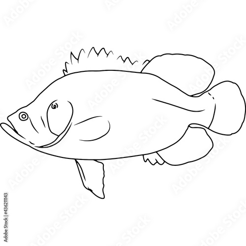 Tripletail Hand sketched, hand drawn vector clipart