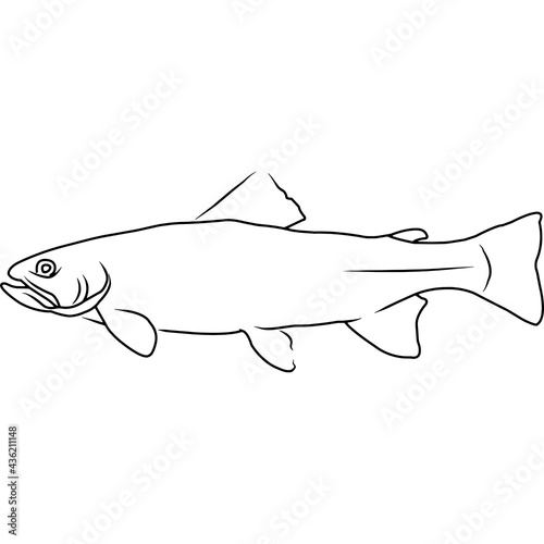 Trout Hand sketched, hand drawn vector clipart