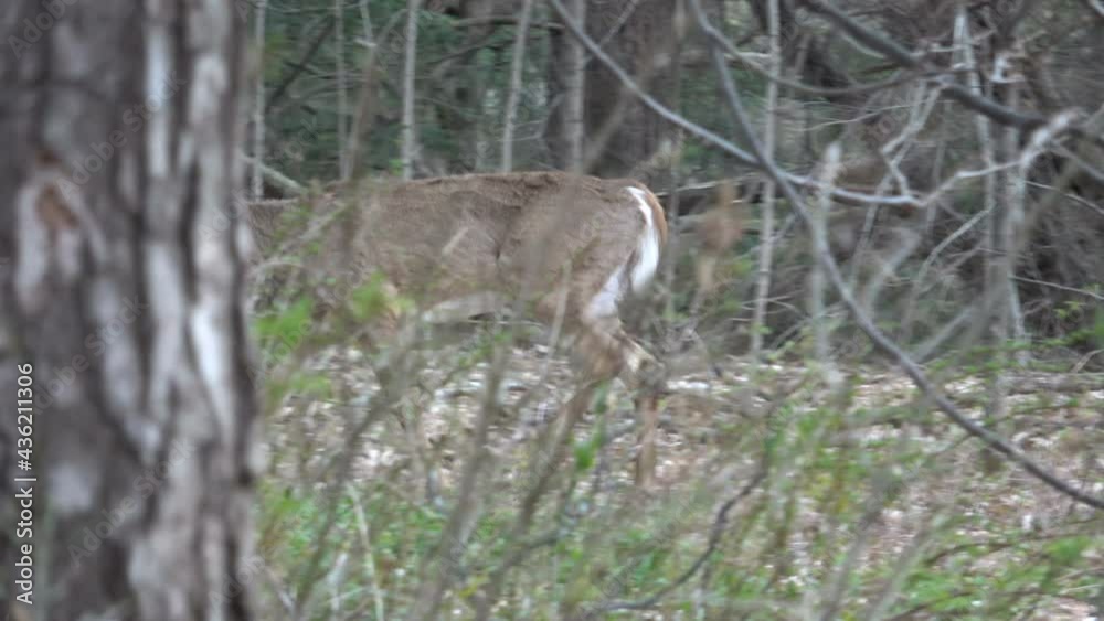 White tailed deer walking in the forest in spring White tailed deer walking in the forest in spring