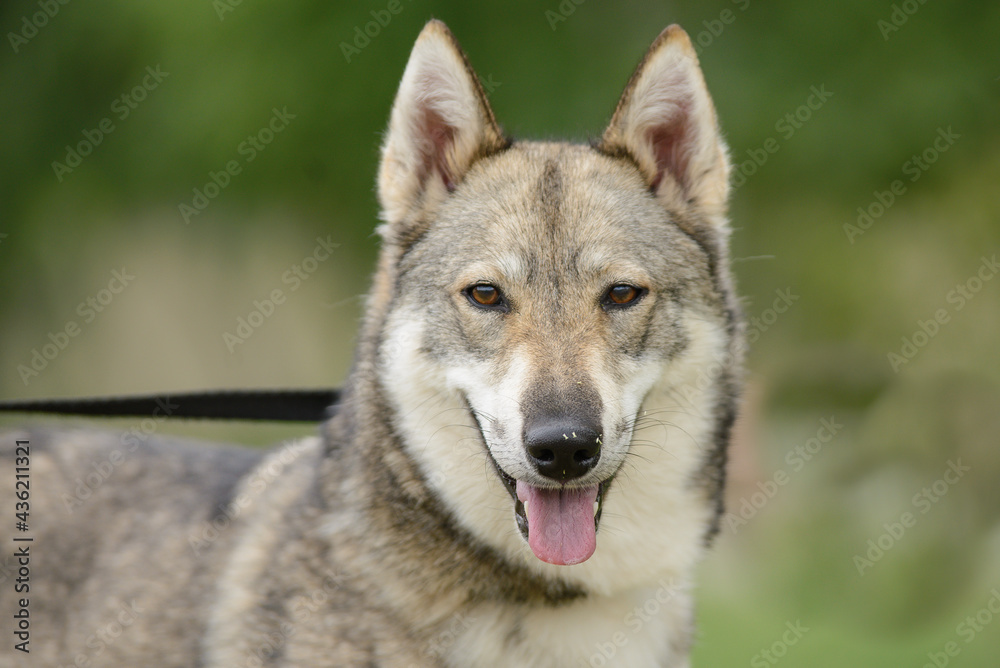 Portrait of husky dog in summer
