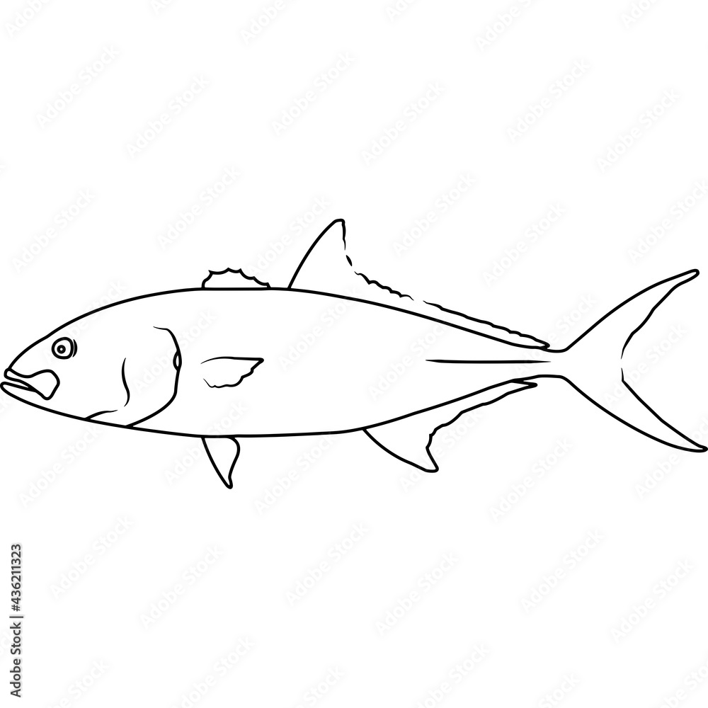 Fototapeta premium Amberjack Hand sketched, hand drawn vector clipart