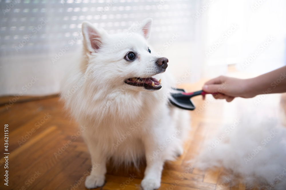 Furminator for pomeranian hotsell