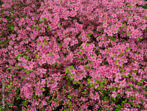 Panorama of Pink Azaleas in Bloom © Jakob