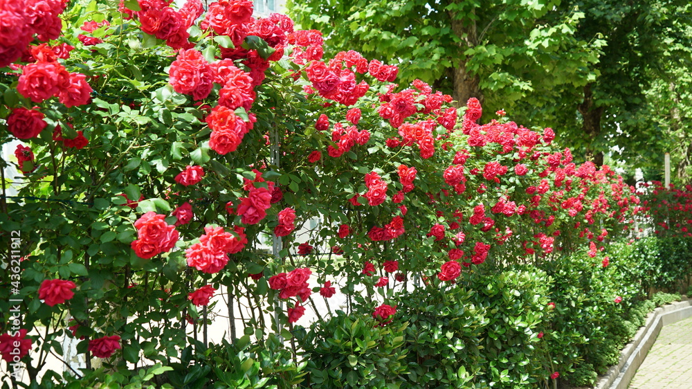 Red Roses on the Apartment Residence Wall in Spring