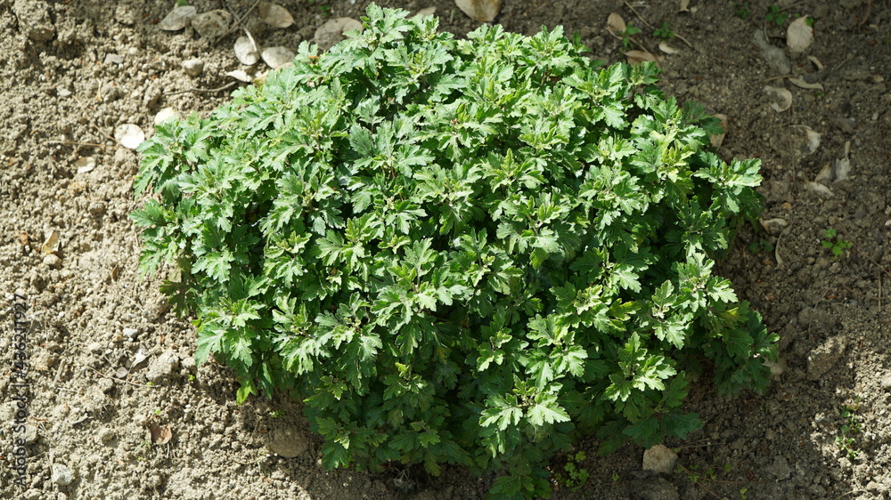 Mugwort Grass on the Ground Mugwort Grass on the Ground