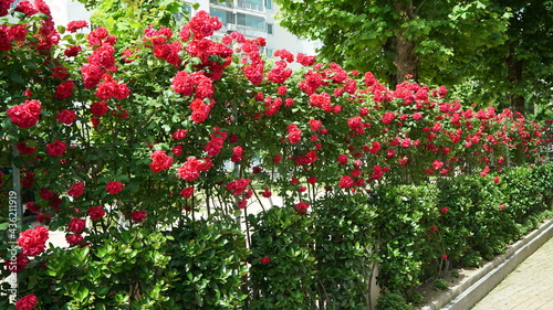 Red Roses on the Apartment Residence Wall © shufilm