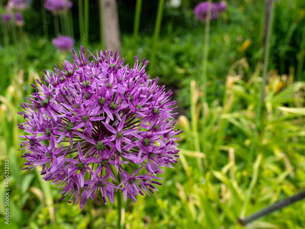 Allium giganteum or giant onion. Onions bloom in early summer. Allium giganteum or giant onion. Onions bloom in early summer.
