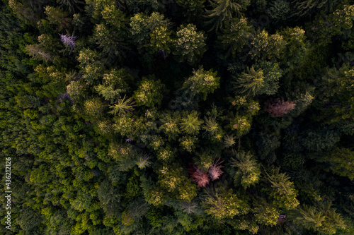 Pine tree tops with fog seen from a drone.