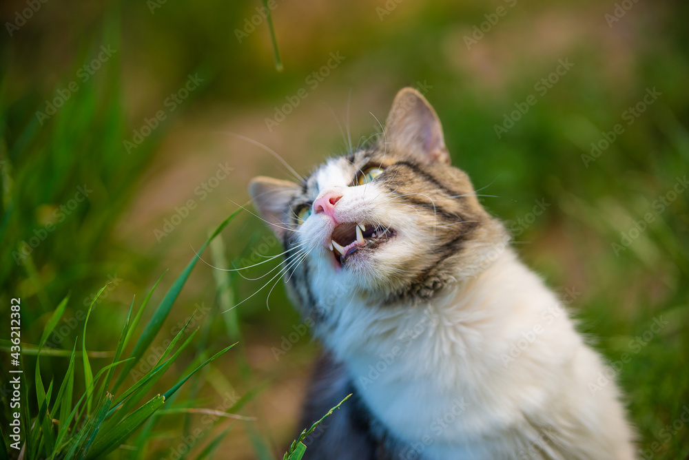 Tabby and white cat eats grass outside, it can be treated with grass