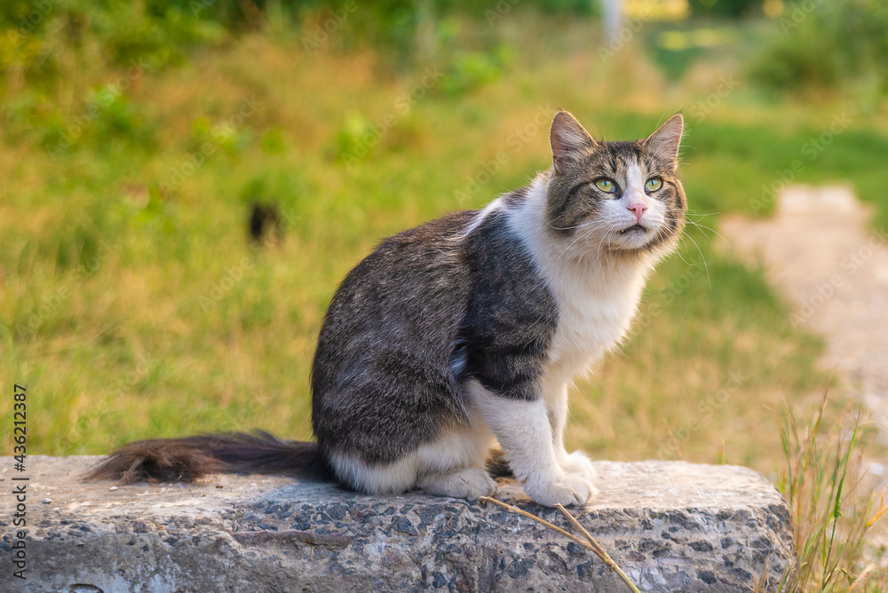 Beautiful tabby and white cat sits on a stone