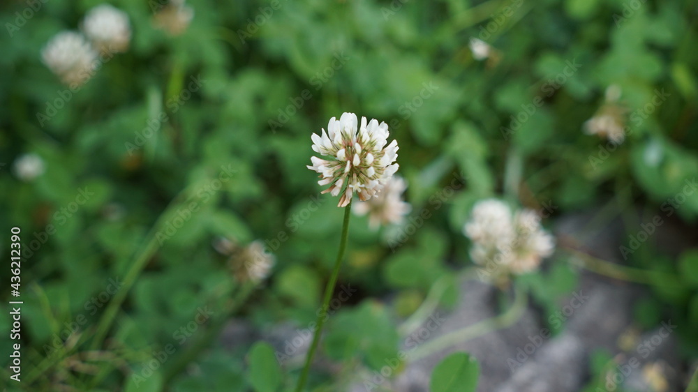 Clover Flower on the Park at Sunny Day Clover Flower on the Park at Sunny Day