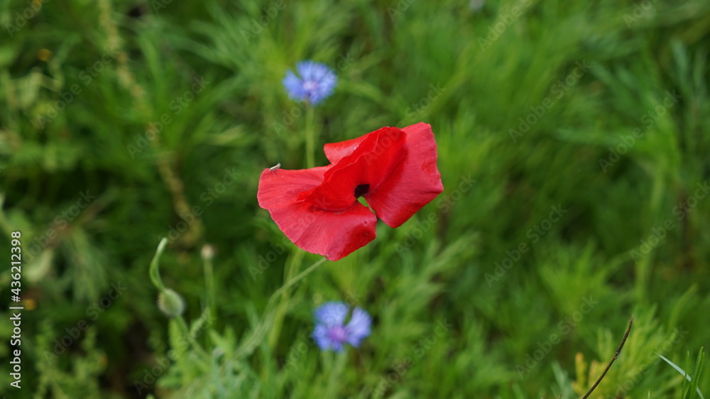 Obraz premium Red Flower on the Park Grass Field at Spring Sunny Day