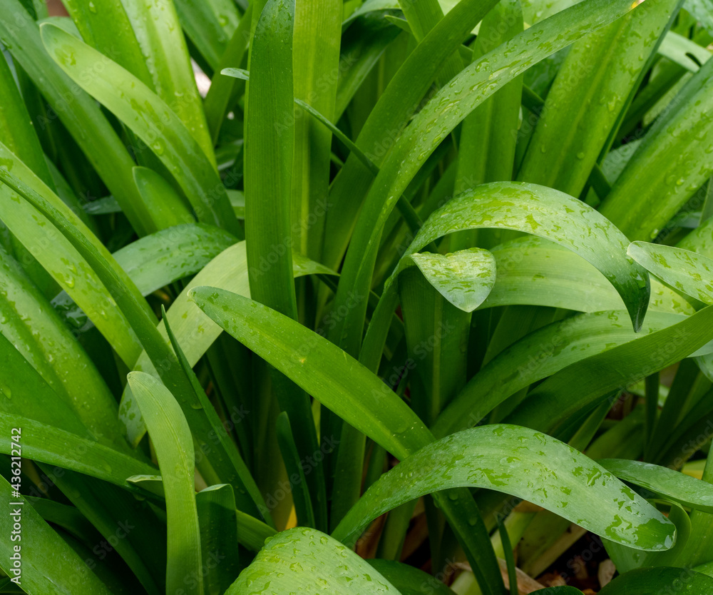 Fototapeta premium water droplets on the leaves
