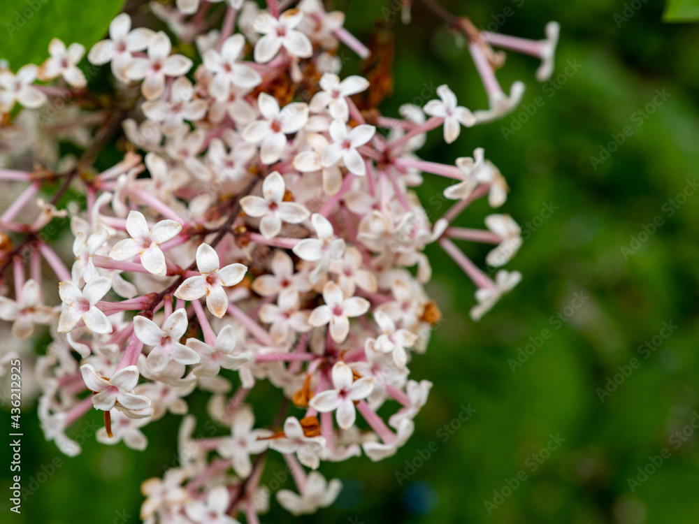 tree of blossoming Manchu sakura. tree of blossoming Manchu sakura.