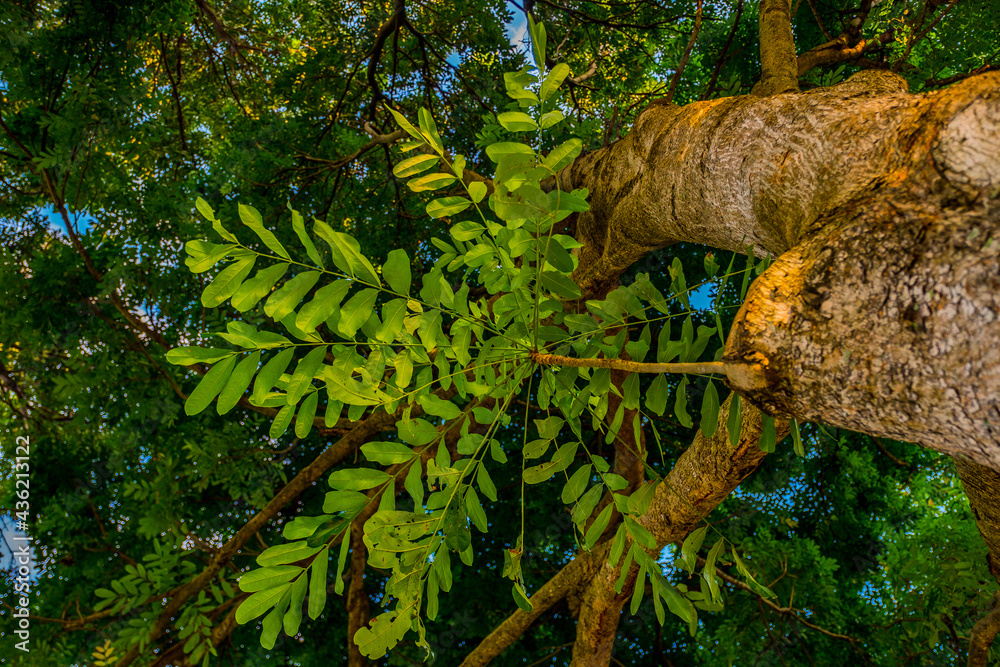 Fototapeta premium tree in the garden