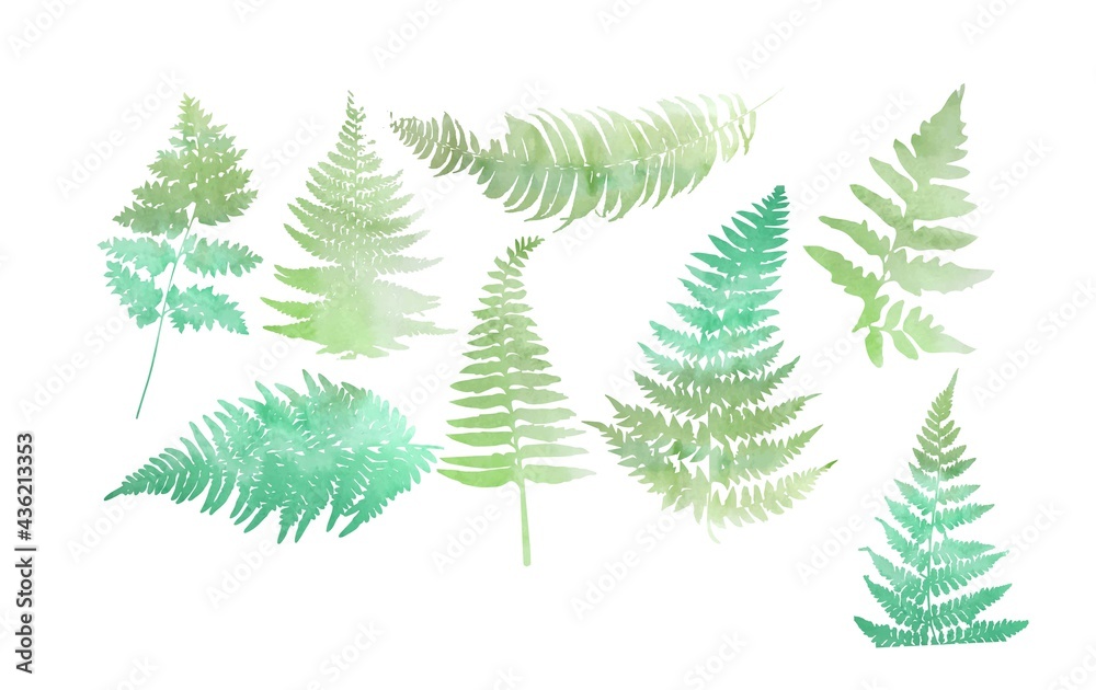 Close up 8 leaf fern isolated on white background.