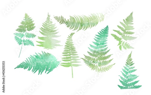 Close up 8 leaf fern isolated on white background. © ilona_pitkin
