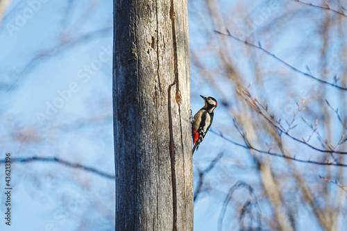 Buntspecht am Baum