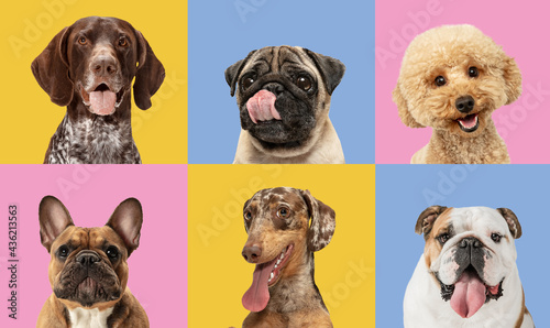 Art collage made of funny dogs different breeds on multicolored studio background.