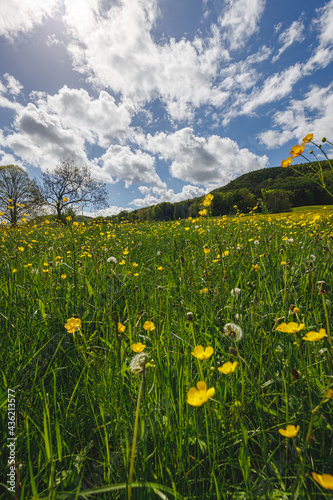 Landschaft mit Blumenwiese