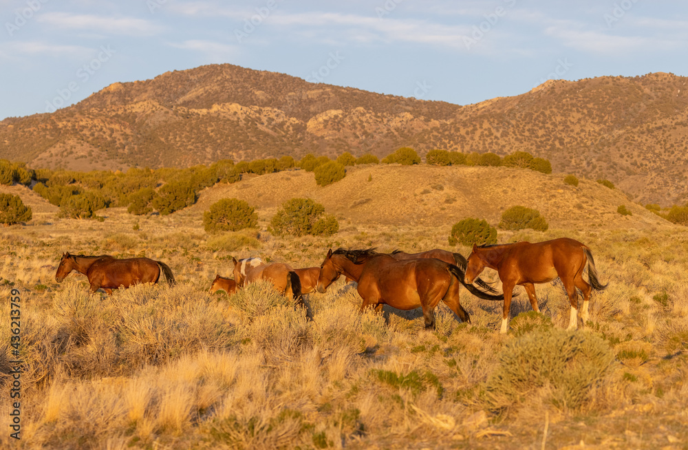 Herd of Wild Horses in the Utah Desert Herd of Wild Horses in the Utah Desert