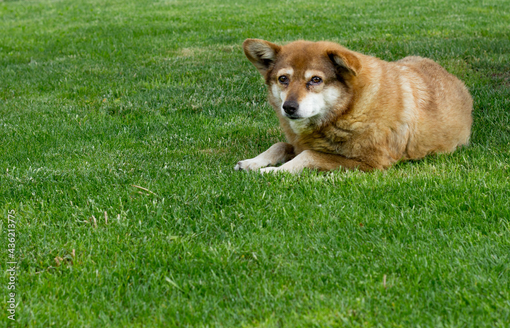 Cute dog on green grass outdoor