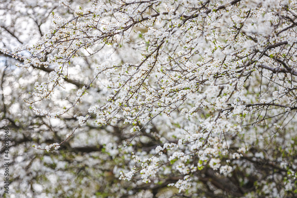 Kirschblüten Kirschblüten