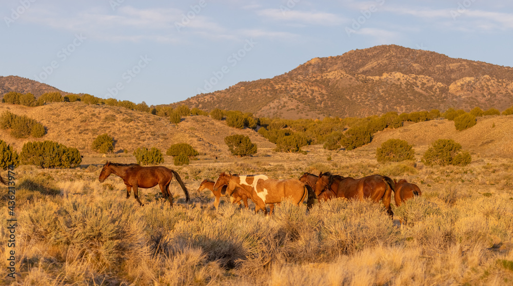 Herd of Wild Horses in the Utah Desert Herd of Wild Horses in the Utah Desert
