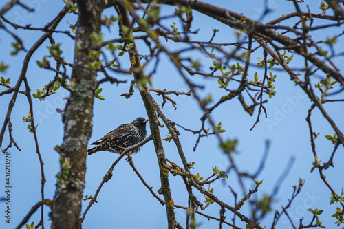 Star im Baum