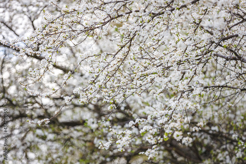 Kirschblüten