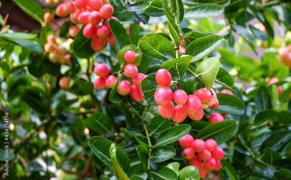 Bengal-Currants, Carandas-plum, Karanda, Carissa carandas L, Is a fruit with high medicinal properties. Bengal-Currants, Carandas-plum, Karanda, Carissa carandas L, Is a fruit with high medicinal properties.