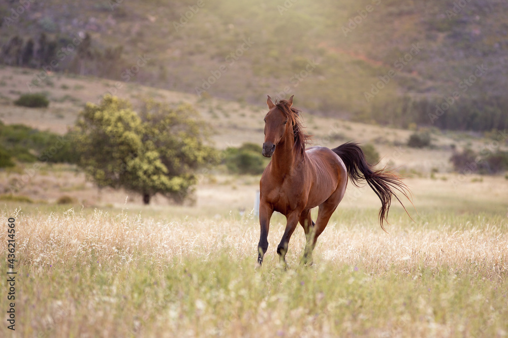 horse in the field