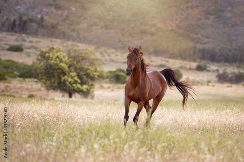 horse in the field © KA