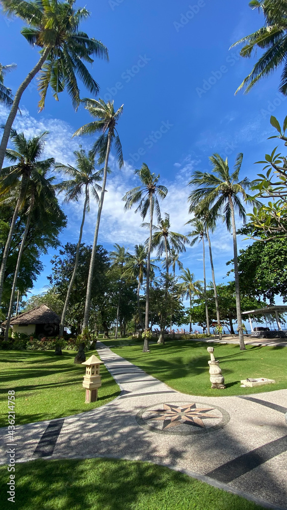 palm trees on the beach